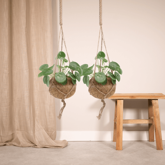 2x Kokodama Pilea Peperomiodes - Pfannkuchenpflanze - 20cm - ø15