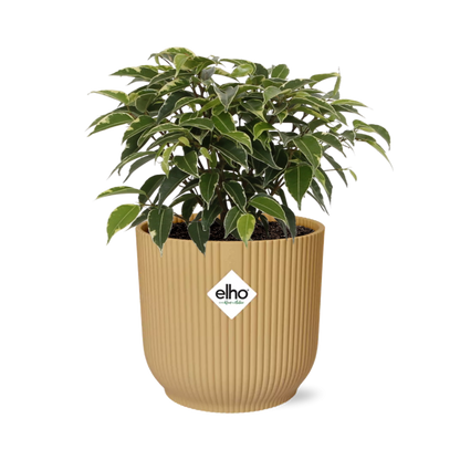 Ficus Benjamina Kinky in ELHO Vibes Fold 14cm geel