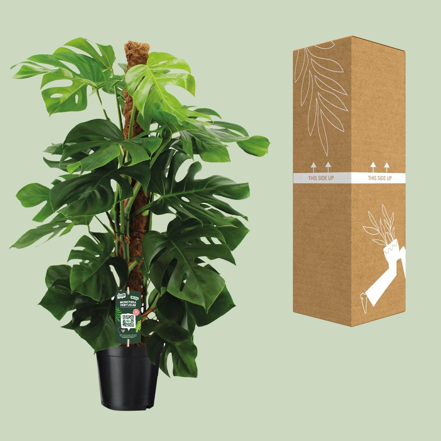 Monstera Pertusum - Ø24cm - ↕150cm