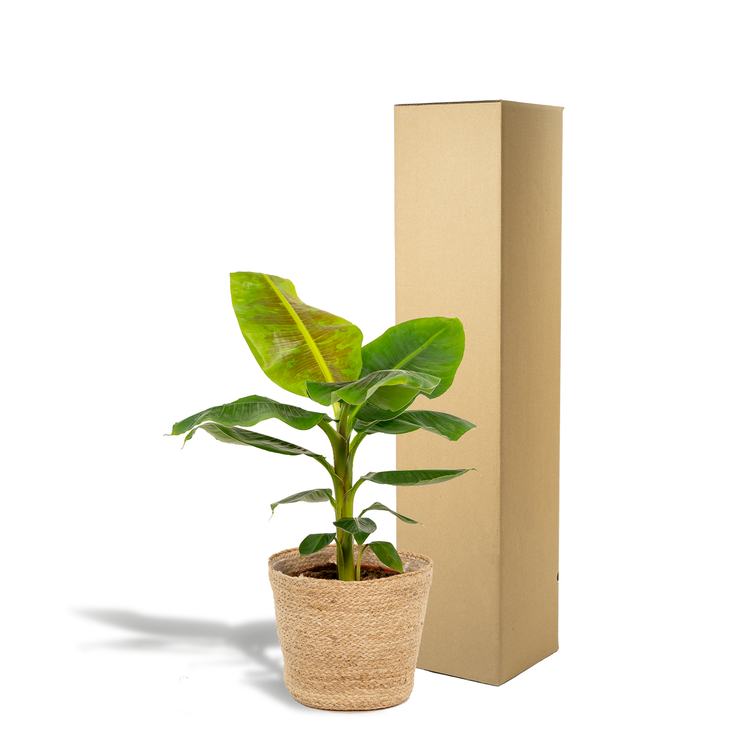 Musa Dwarf Cavendish - Ø21cm - ↕90cm + Korb Selin