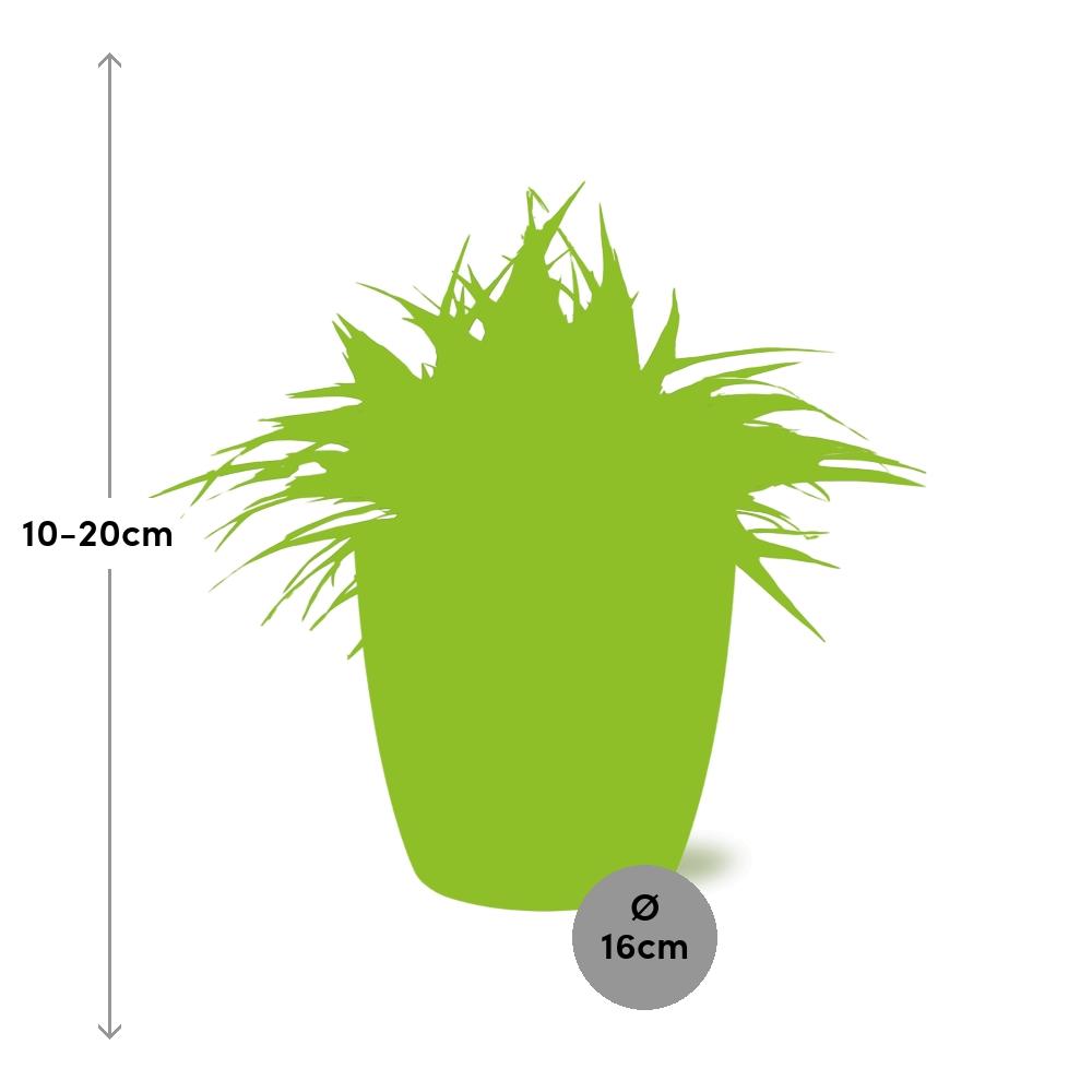 Chlorophytum Ocean 15cm in ELHO brussels 16 cm round white