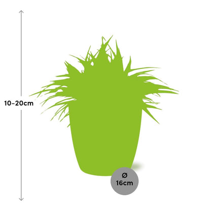 Chlorophytum Ocean 15cm in ELHO brussels 16 cm round white