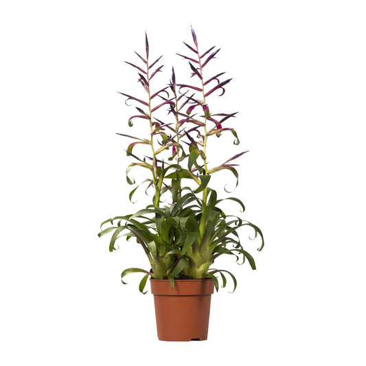 Tillandsia Mora - Ø12cm - ↕55cm