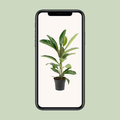 Ficus Benghalensis Roy (R) - Ø17cm - ↕70cm