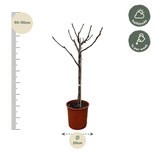 Echter Feigenbaum auf Stamm – 100 cm mediterranes Flair