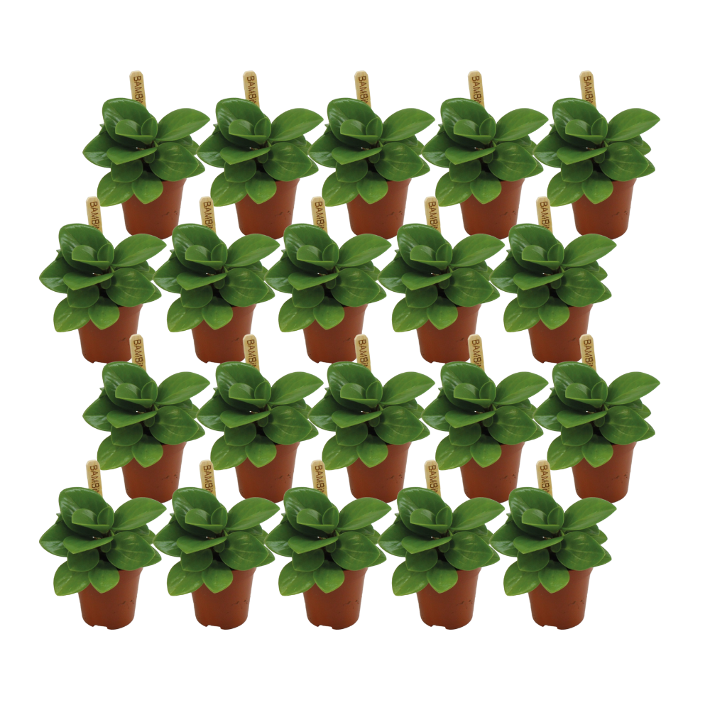 Peperomia Obtusifolia Groen - 20 stuks - Ø5,5cm - ↕10cm