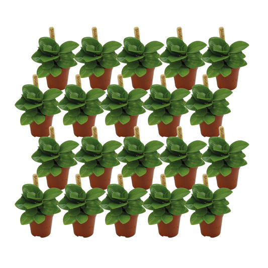 Peperomia Obtusifolia Groen - 20 stuks - Ø5,5cm - ↕10cm