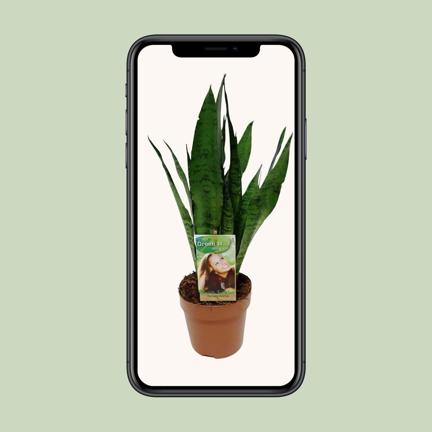 Sansevieria Zeylanica - Ø17cm - ↕60cm