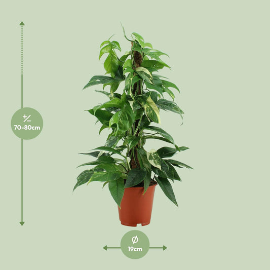 Epipremnum Pinnatum Variegata - Ø19cm - ↕80cm