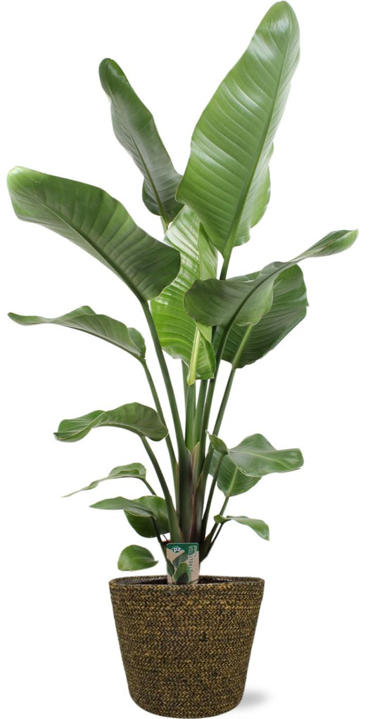 Strelitzia Nicolai - Ø21cm - ↕100cm + Selin Pot D22x19cm - Schwarz
