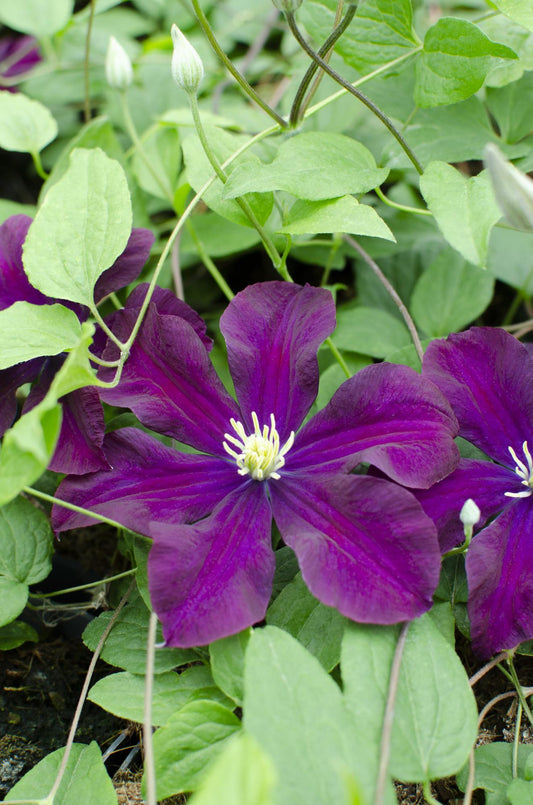3x - Clematis Warszawska Nike - ↨65cm - Ø15
