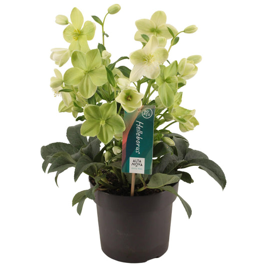 Helleborus 'Endless' - Ø17cm - ↕35cm