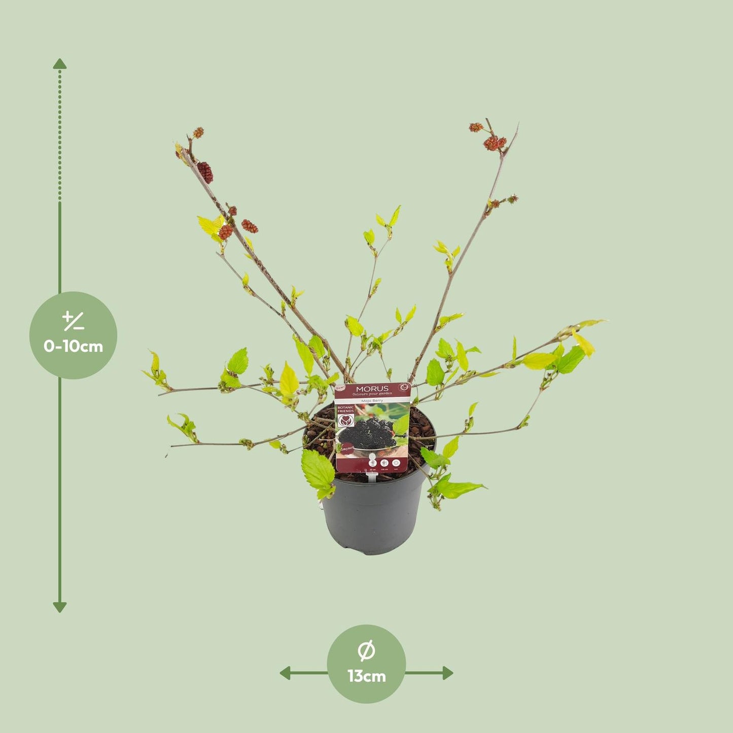 Morus mat. 'Mojo Berrie' - Ø13cm - ↕10cm
