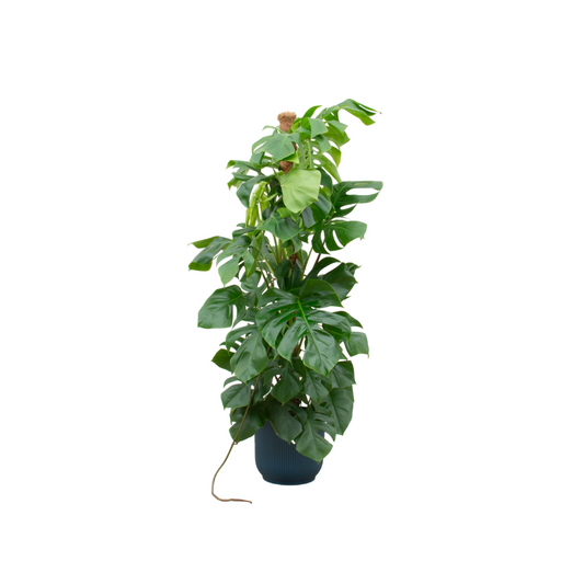 Monstera Fensterblatt XL im blauen Elho Topf