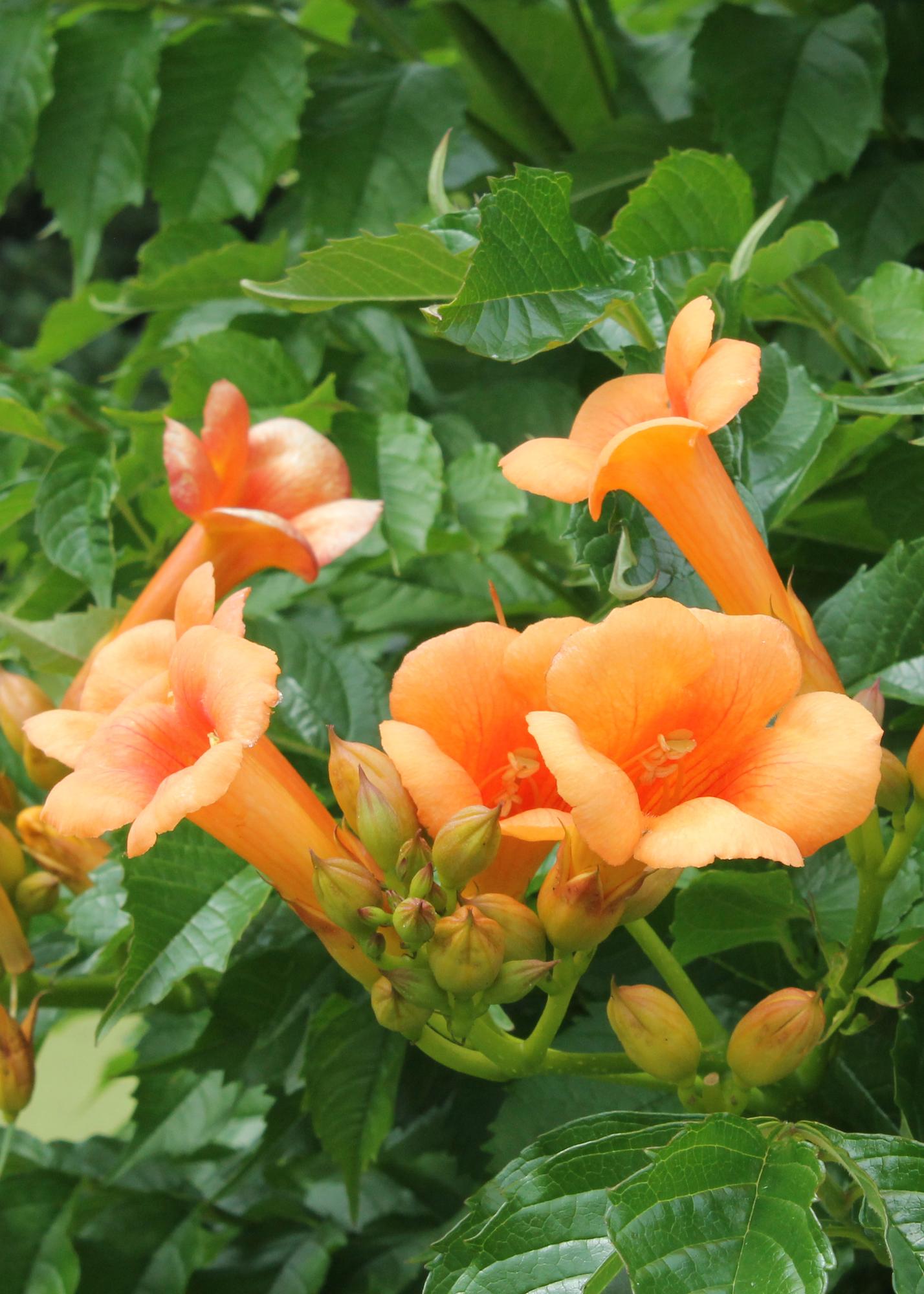 Campsis Indian Summer - Trompetenblume Orange - Ø15cm - ↕65cm - Ø15 - ↨65cm