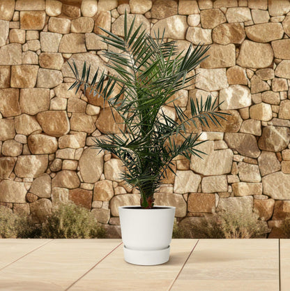 Kanarische Dattelpalme 120 cm – Mediterrane Zimmerpalme