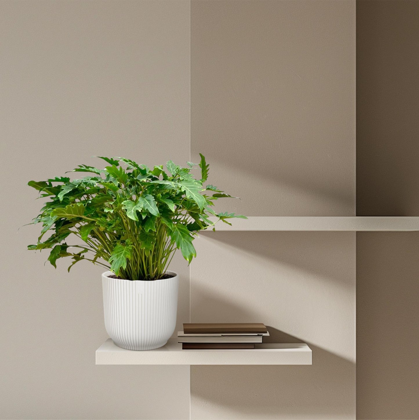 Xanadu-Philodendron 80 cm – Pflegeleichte Tropische Zimmerpflanze