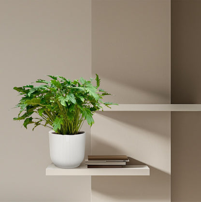 Xanadu-Philodendron 80 cm – Pflegeleichte Tropische Zimmerpflanze