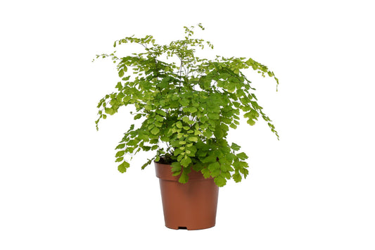 Adiantum Fragrans - Ø12cm - ↕35cm