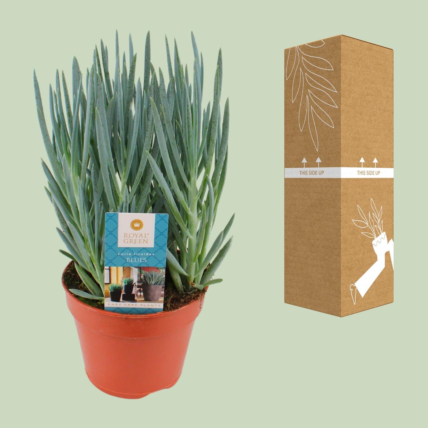 Curio Blues - Ø15cm - ↕30cm
