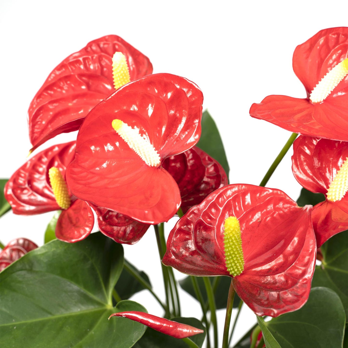 Anthurium Red - Ø17cm - ↕55cm - Ø17cm - ↕55cm