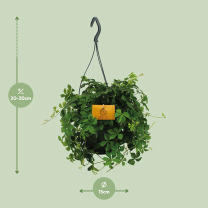 Parthenocissus Striatha Hängen - Ø15cm - ↕15cm