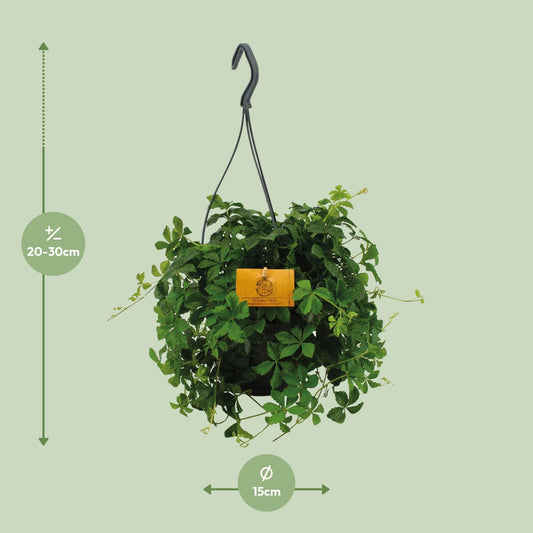 Parthenocissus Striatha Hängen - Ø15cm - ↕15cm
