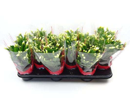 Schlumbergera 10.5 Cm Wit - Ø10,5cm - ↕30cm