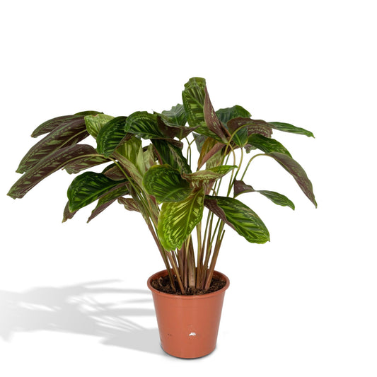 Calathea Flamestar - Pfauenpflanze - Ø19cm - ↕75cm