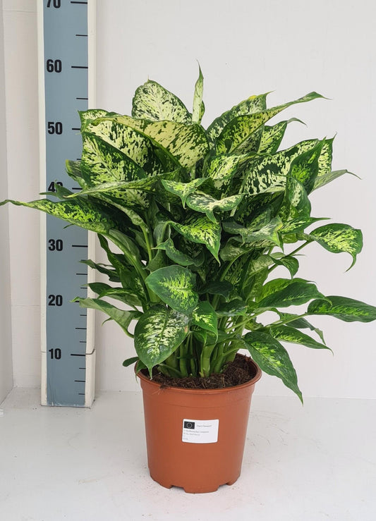 Dieffenbachia Compacta