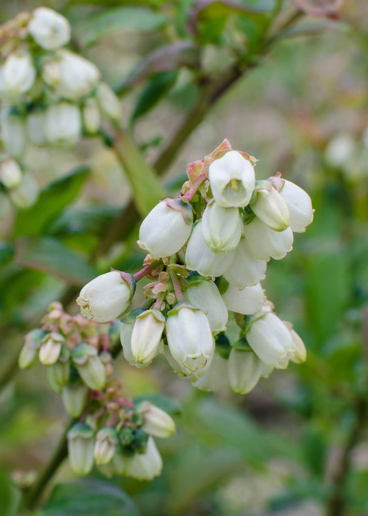 5x - Vaccinium corymbosum 'Brigitta Blue' - ↨45cm - Ø13