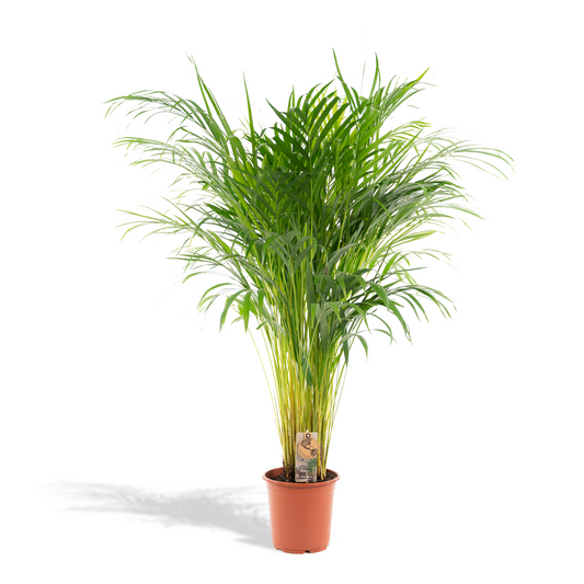 Goldfruchtpalme 110 cm – Tropisch & Pflegeleicht
