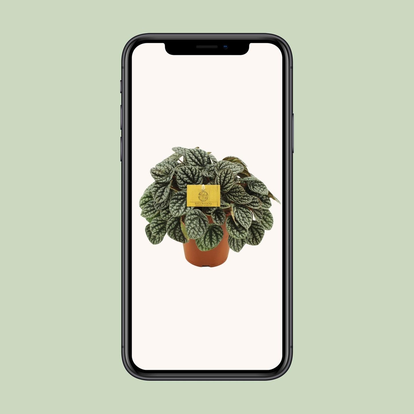 Peperomia Burbella - Ø15cm - ↕25cm