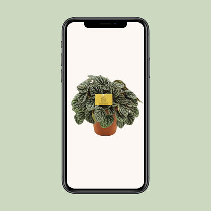 Peperomia Burbella - Ø15cm - ↕25cm