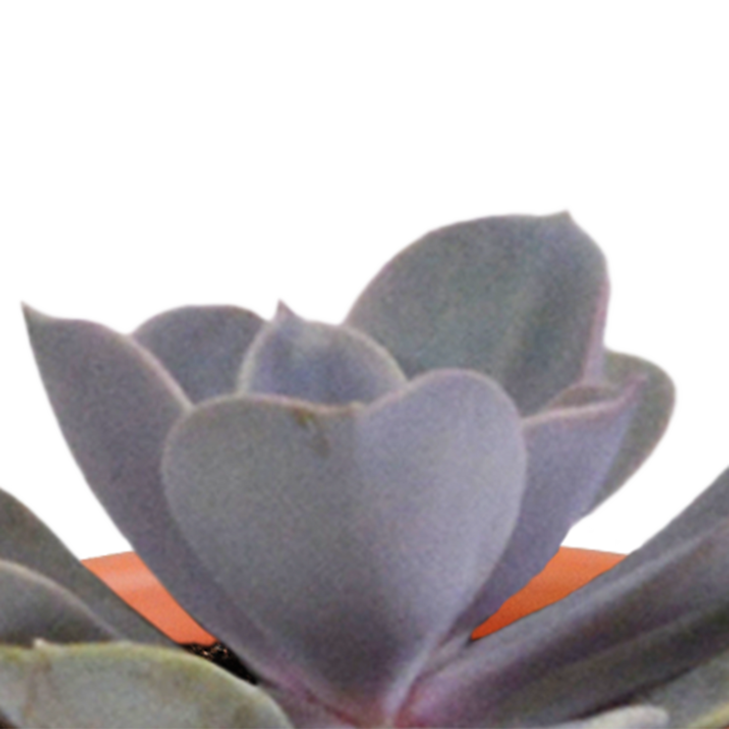 Cactus en vetplanten Mischung 5,5 cm | 15 stück - in Mexicaanse pot