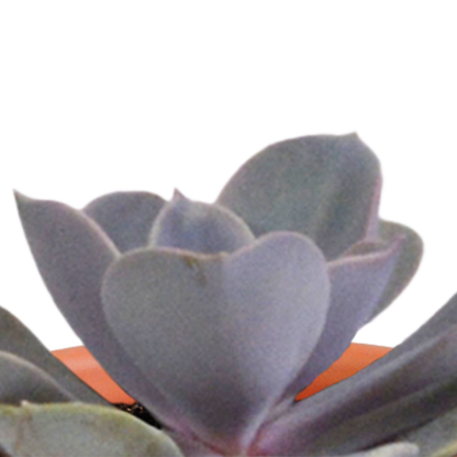 Cactus en vetplanten Mischung 5,5 cm | 15 stück - in Mexicaanse pot