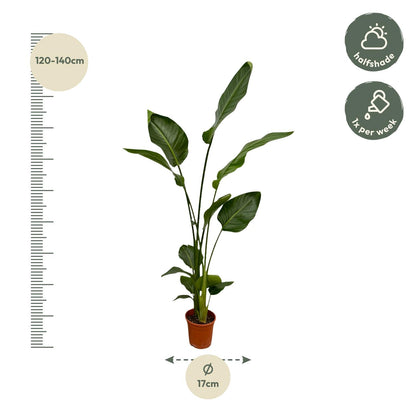 2x Baumstrelitzie 130 cm – Exotisches Zimmerpflanzen-Set