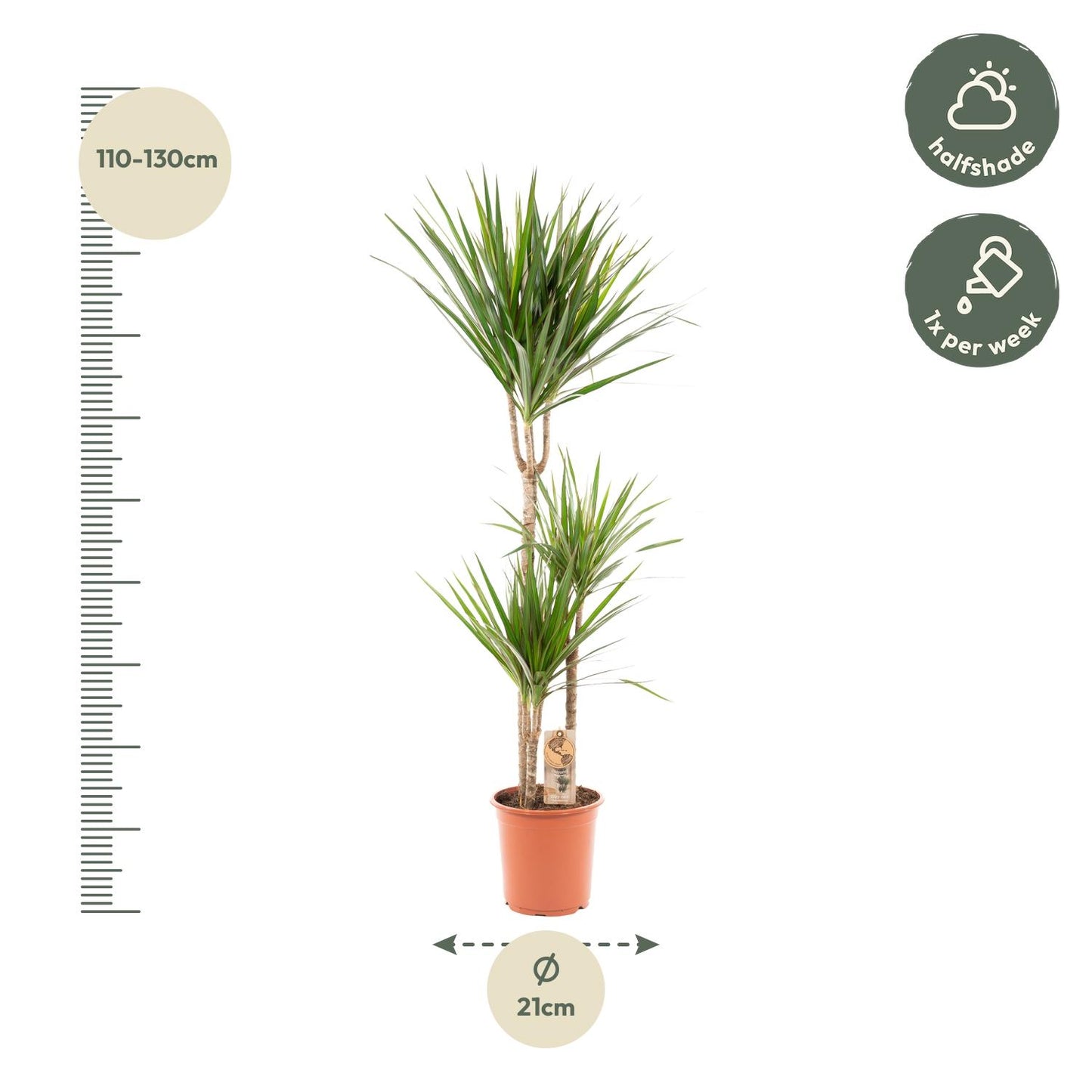 Drachenbaum 120 cm – Stilvolle & pflegeleichte Zimmerpflanze