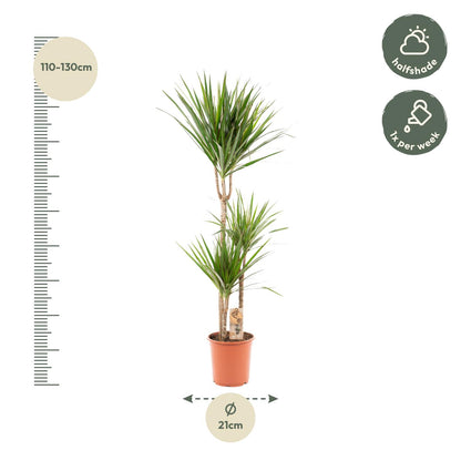 Drachenbaum 120 cm – Stilvolle & pflegeleichte Zimmerpflanze