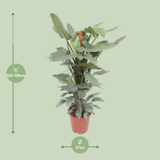 Philodendron Hastatum - Ø27cm - ↕130cm