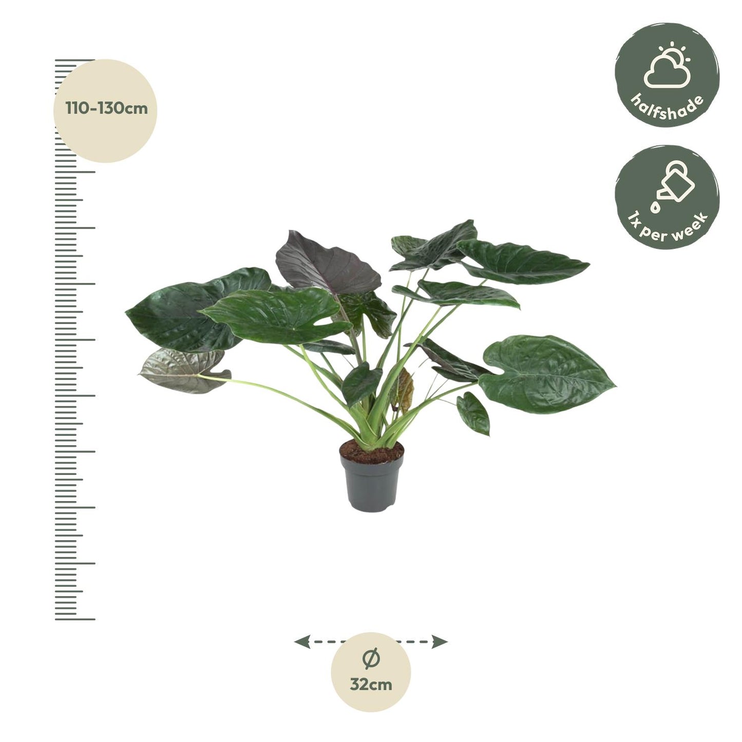 Pfeilblatt Alocasia Wentii – 120 cm dekorative Zimmerpflanze