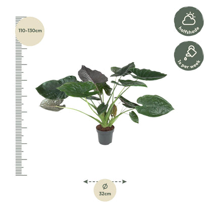 Pfeilblatt Alocasia Wentii – 120 cm dekorative Zimmerpflanze
