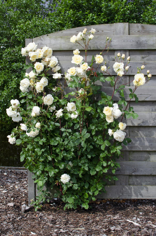 Rosa Crazy in love 'Vanilla' - Creme-Rose - Ø15cm - ↕65cm