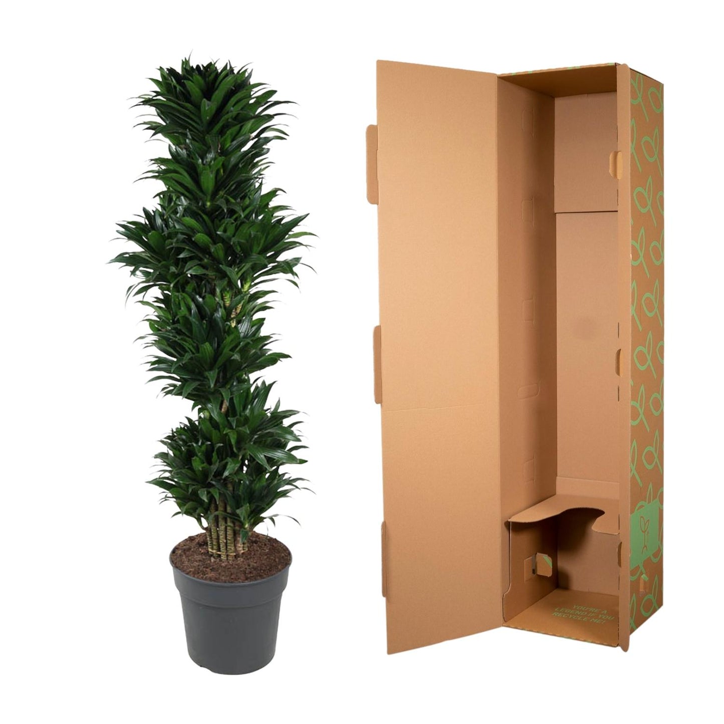 Drachenbaum Compacta – 170 cm pflegeleichte Zimmerpflanze