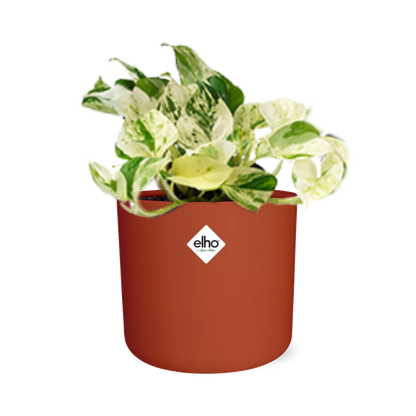 Epipremnum Pinnatum Happy Leaf in ELHO b.for soft rond 14cm brique