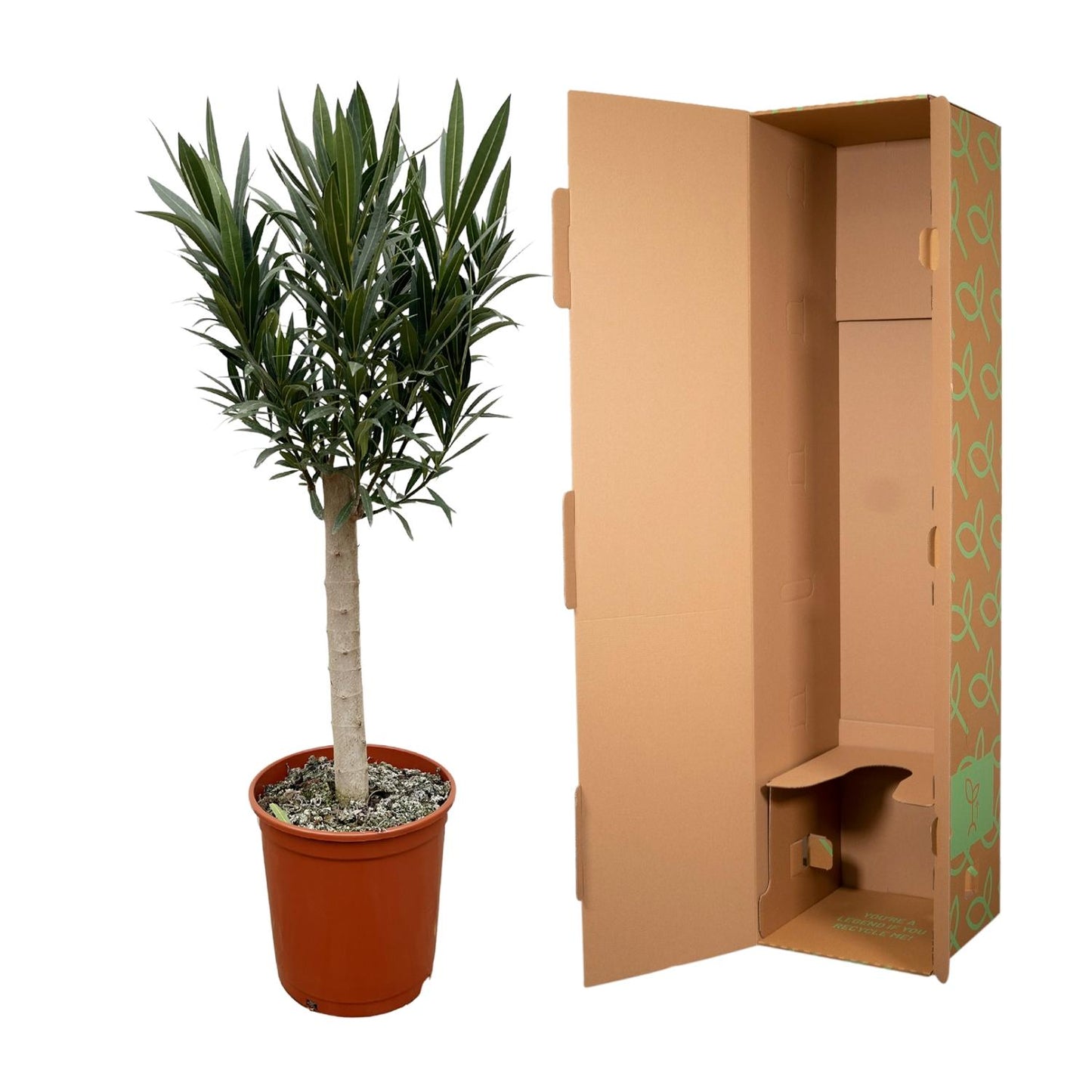 Oleander Stämmchen Weiß – Mediterrane Kübelpflanze 110 cm