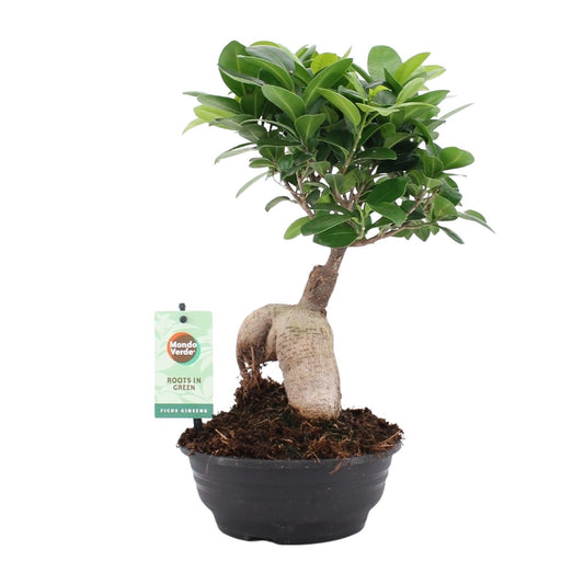 Ficus Ginseng - Ø16cm - ↕35cm