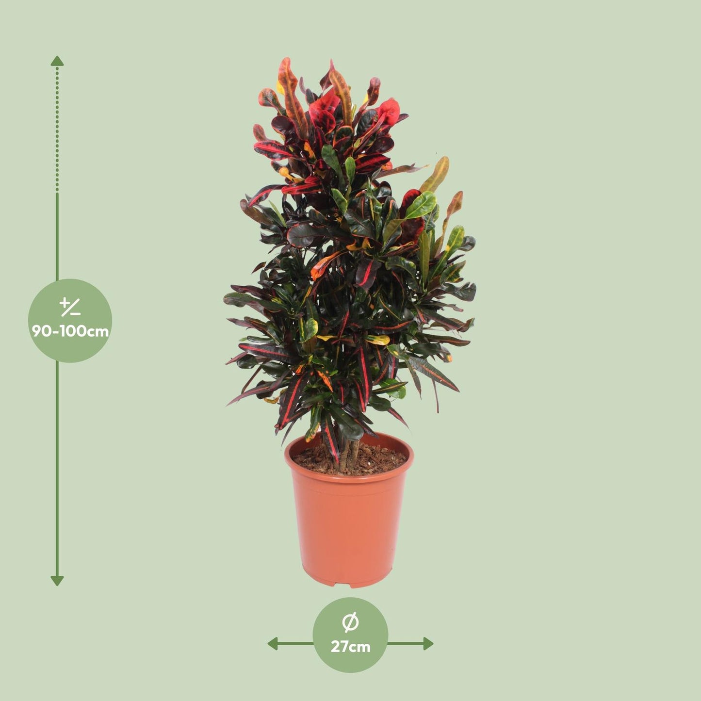 Codiaeum Variegatum Mammi - Ø27cm - ↕100cm