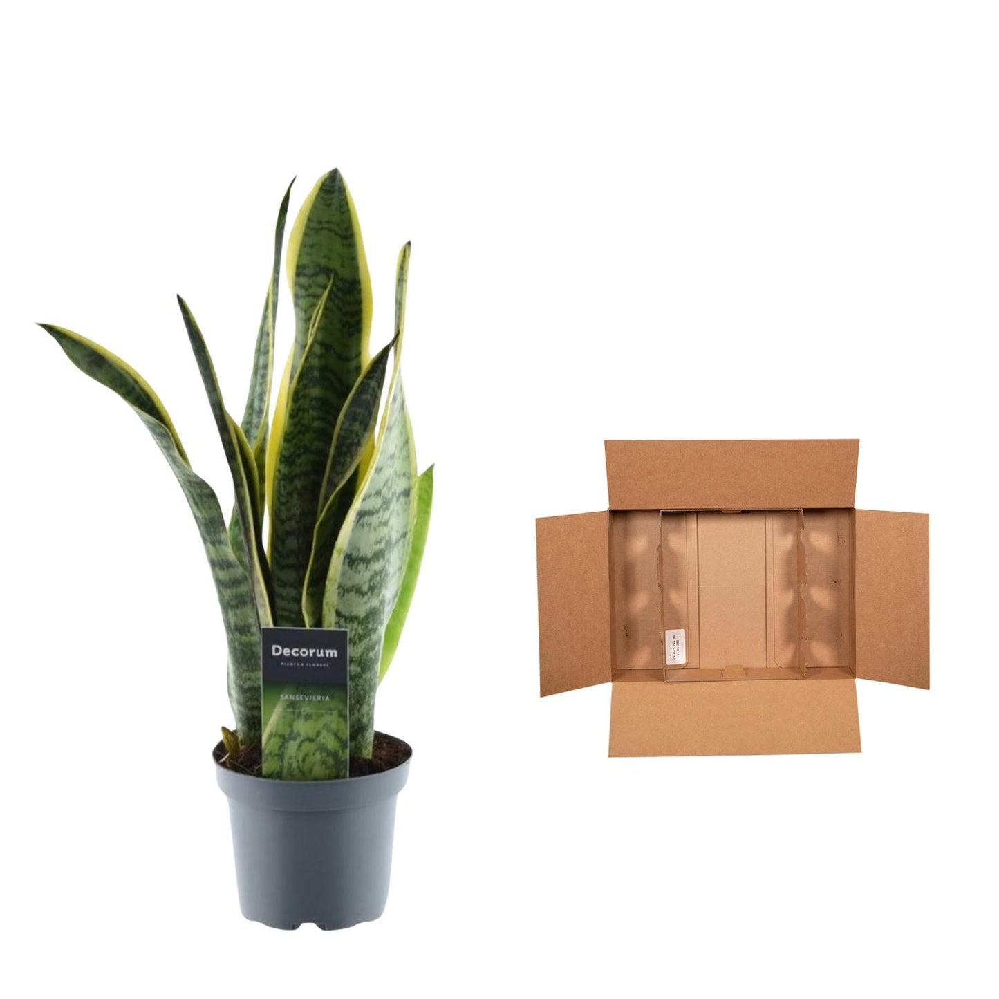 Bogenhanf 'Laurentii' – Pflegeleichte Zimmerpflanze 45 cm
