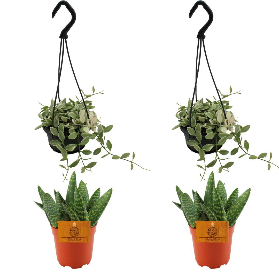 2x Aloe Paradisicum + 2x  Dischidia Ionatha - 4 stuks - Ø10.5cm - ↕10cm
